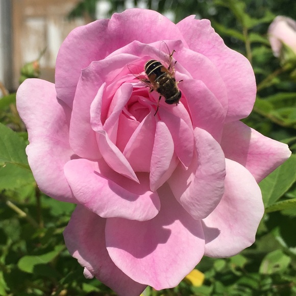 Meet your Posher, VV - Picture 2 of 2